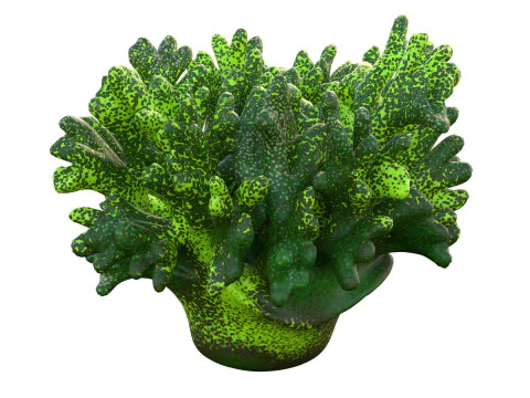 Coral reef collection 11-20 3D Model