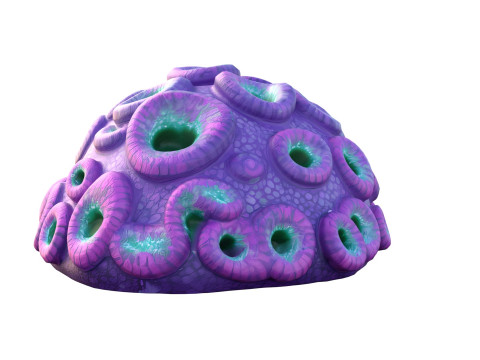 サンゴ礁コレクション 11-20 3Dモデル