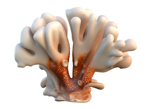 サンゴ礁コレクション 11-20 3Dモデル