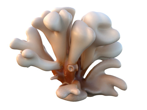 サンゴ礁コレクション 11-20 3Dモデル