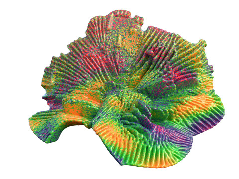 サンゴ礁コレクション 11-20 3Dモデル