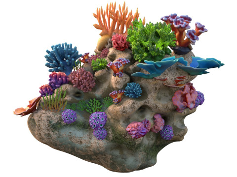 कोरल रीफ रॉक 1 3D मॉडल