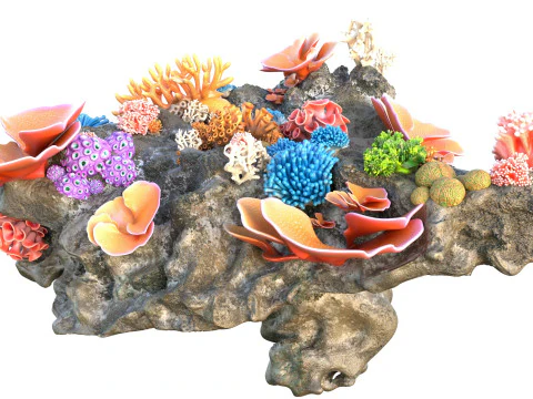 Coral Reef Rock 2 3D Model