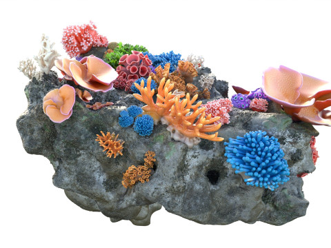 Roca del arrecife de coral 2 Modelo 3D