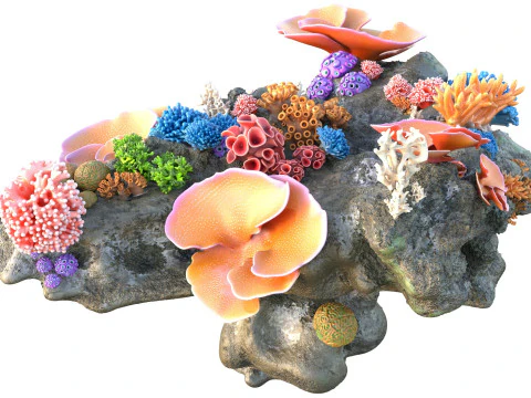 Coral Reef Rock 2 3D Model