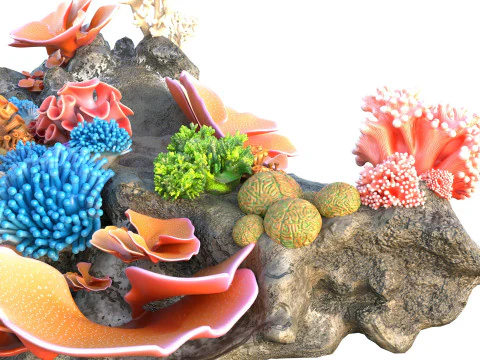 Coral Reef Rock 2 3D Model
