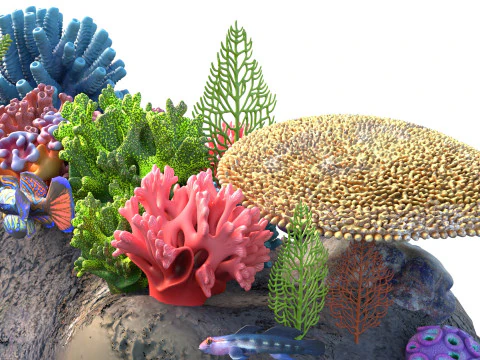 Coral Reef Rock 3 3D Model