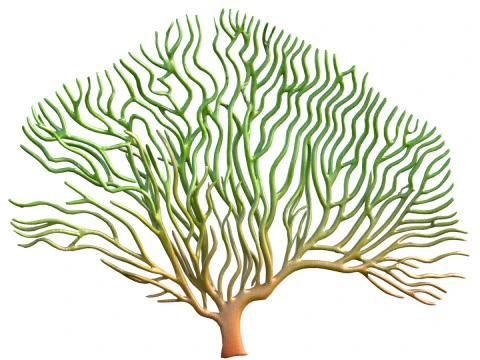 Rumput laut 3 Model 3D