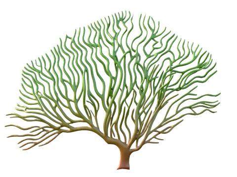 Seaweed 3 3D Model