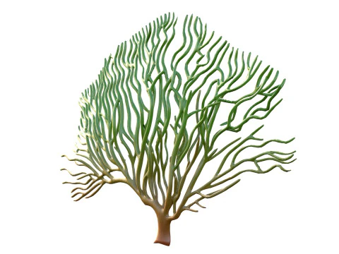 Seaweed 3 3D Model