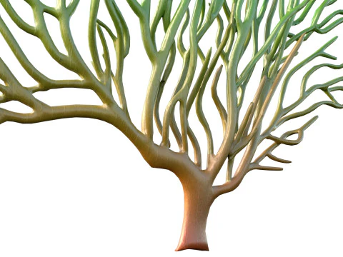 Seaweed 3 3D Model