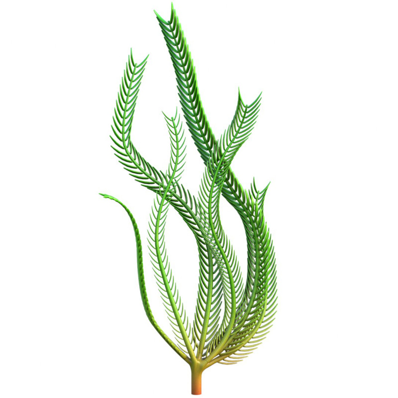 海藻4 3Dモデル .c4d .max .obj .3ds .fbx .stl .blend