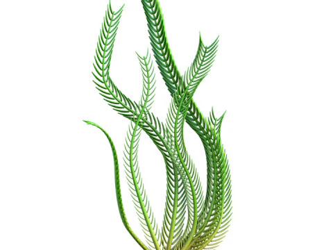 Rumput laut 4 Model 3D