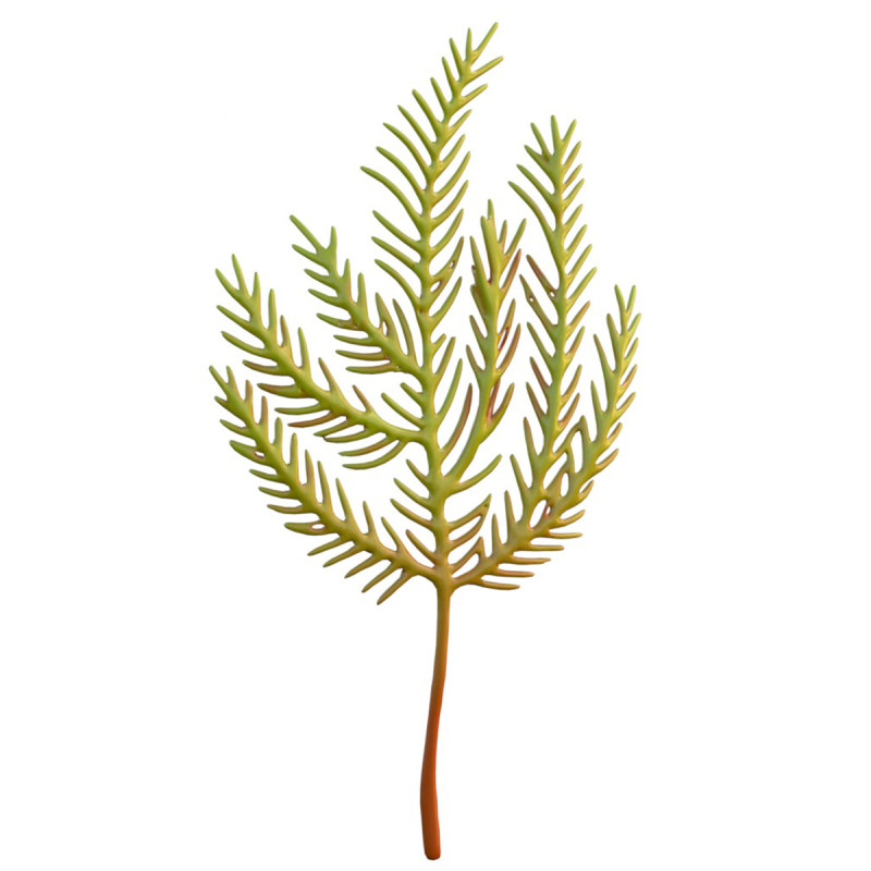 海藻5 3D 模型 .c4d .max .obj .3ds .fbx .stl .blend 