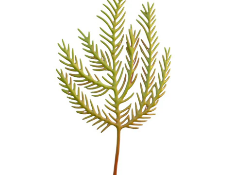 Rumput laut 5 Model 3D