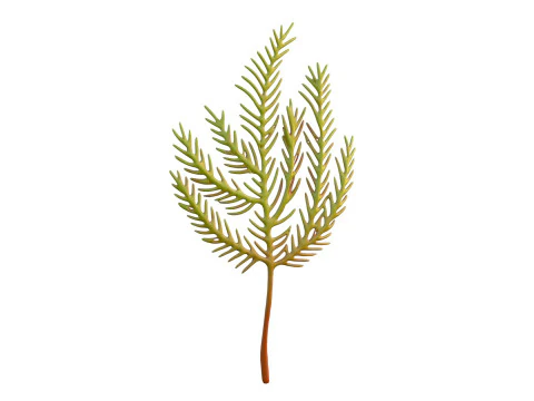 Seaweed 5 3D Model