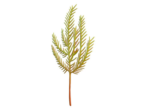 Seaweed 5 3D Model