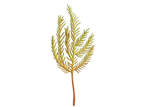 Seaweed 5 3D Model