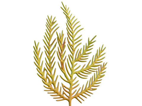 Seaweed 5 3D Model