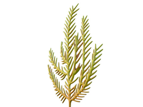 Seaweed 5 3D Model