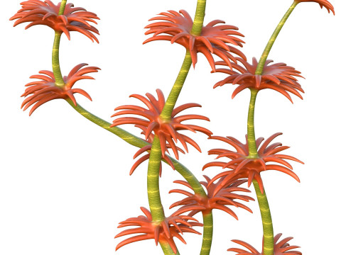 Algas marinhas 6 Modelo 3D