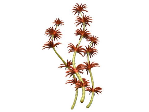 Algas marinhas 6 Modelo 3D