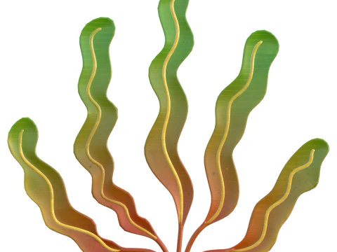 Rumput laut 7 Model 3D