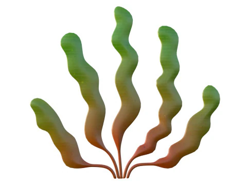 Seaweed 7 3D Model