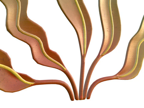 Seaweed 7 3D Model