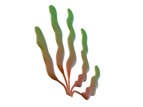 Seaweed 7 3D Model