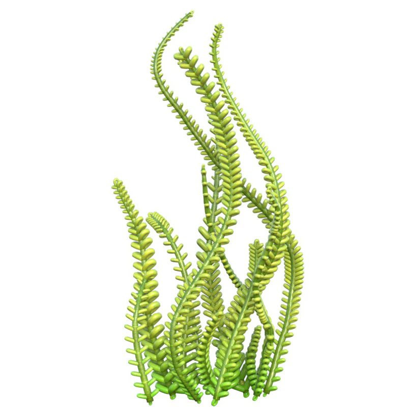 Seaweed 9 3D Model .c4d .max .obj .3ds .fbx .stl .blend 
