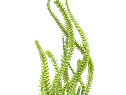 Rumput laut 9 Model 3D