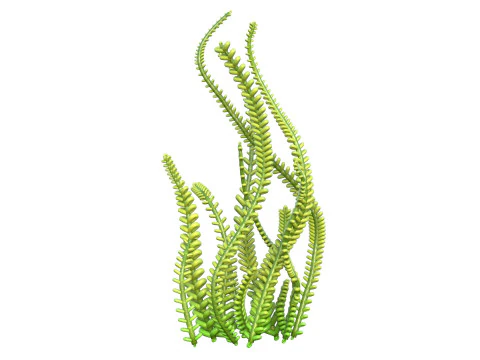 Seaweed 9 3D Model
