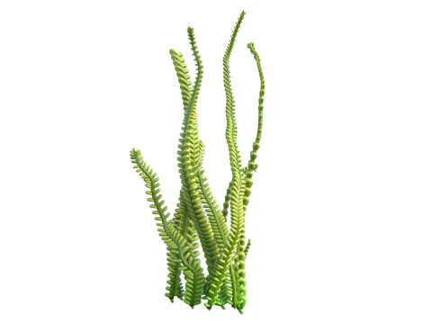 Seaweed 9 3D Model