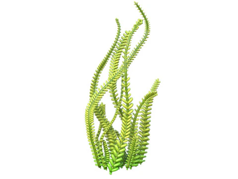 Seaweed 9 3D Model