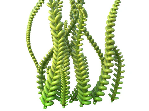 Seaweed 9 3D Model