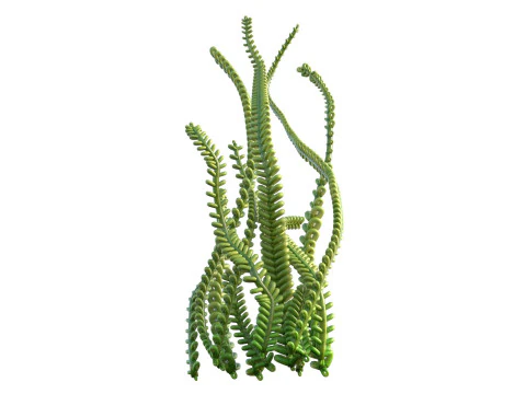 Seaweed 9 3D Model
