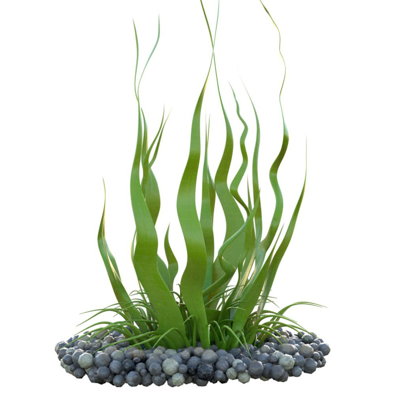 해초 10 3D 모델 .c4d .max .obj .3ds .fbx .stl .blend