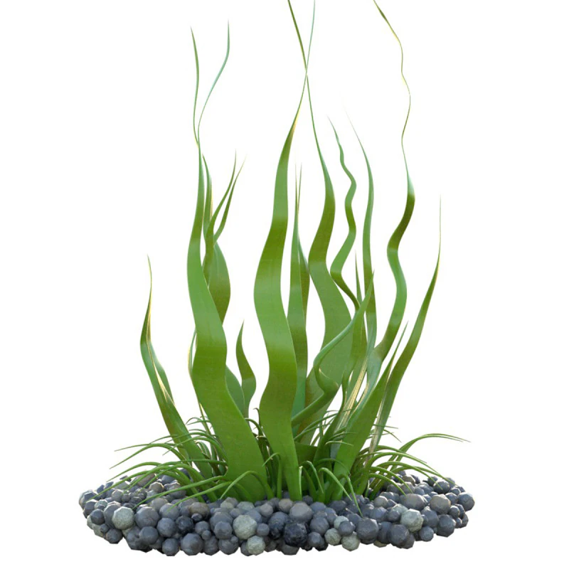 Seaweed 10 3D Model .c4d .max .obj .3ds .fbx .stl .blend