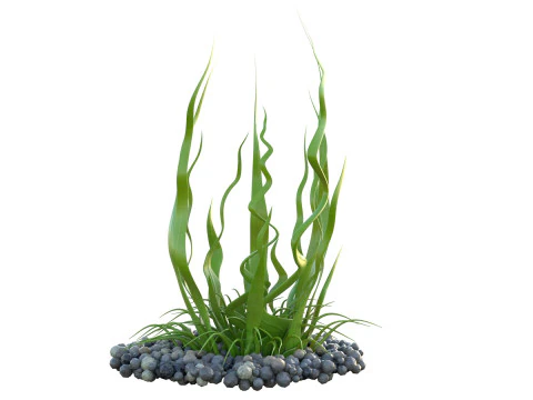 Seaweed 10 3D Model