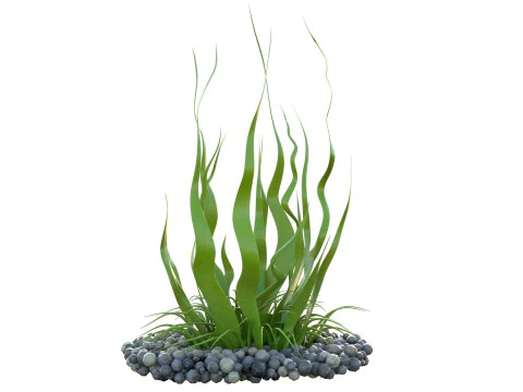 Seaweed 10 3D Model