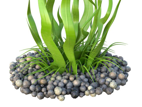 Seaweed 10 3D Model