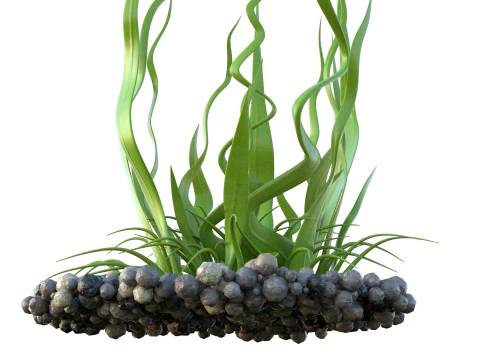 Seaweed 10 3D Model