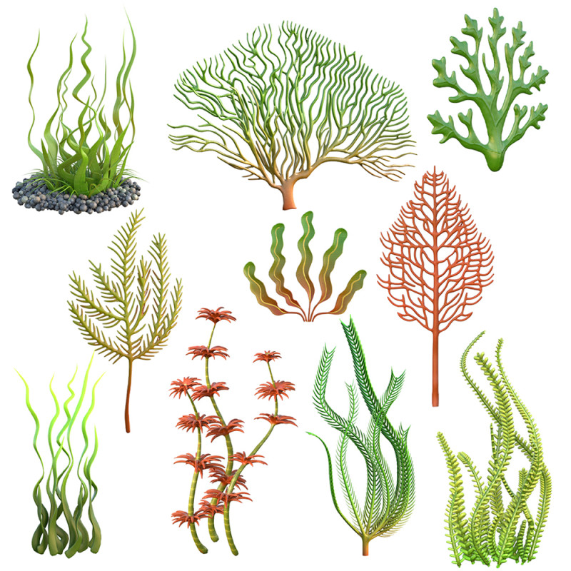 Seaweed collection 3D Model .c4d .max .obj .3ds .fbx .stl .blend