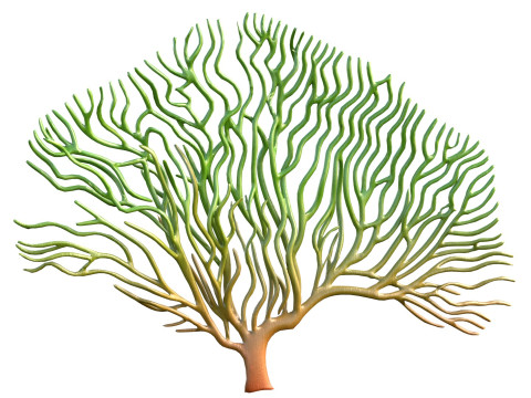 Seaweed collection 3D Model