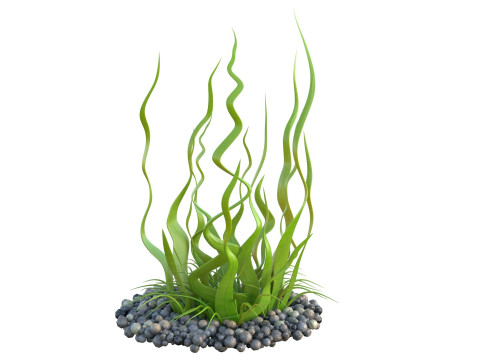 Seaweed collection 3D Model