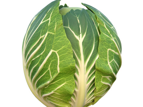 卷心菜 绿色蔬菜 3D 模型