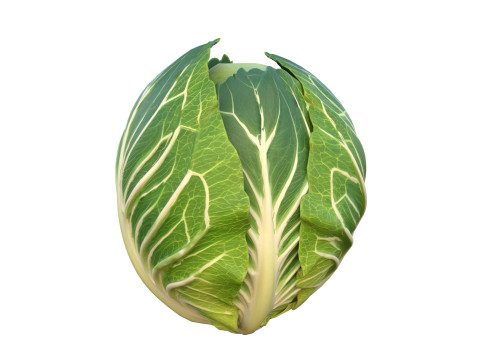 キャベツの緑の野菜 3Dモデル