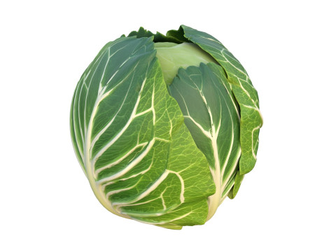 キャベツの緑の野菜 3Dモデル