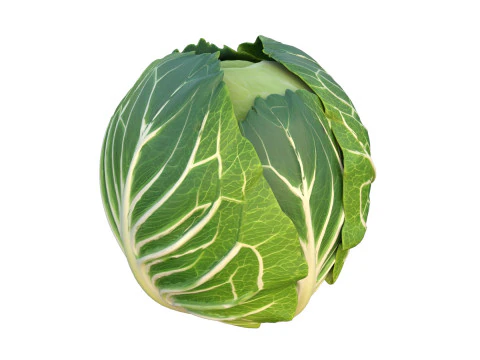 Verdura verde del cavolo Modello 3D